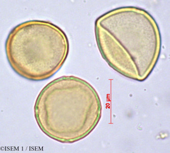 ISEM 1/Aphananthe_aspera_29368/Aphananthe_aspera_29368_0001(copy)_thumb.jpg